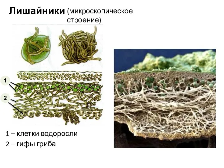 2 1 Лишайники (микроскопическое строение) 1 – клетки водоросли 2 – гифы гриба