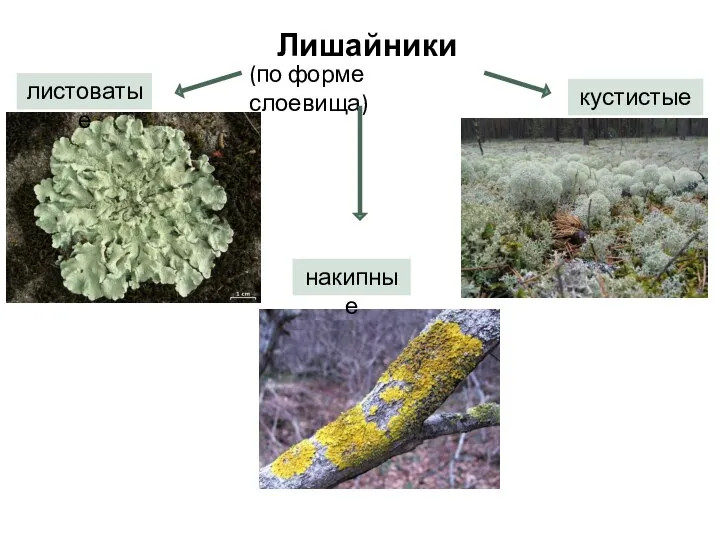 Лишайники (по форме слоевища) листоватые кустистые накипные