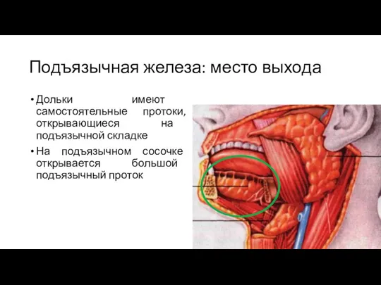 Подъязычная железа: место выхода Дольки имеют самостоятельные протоки, открывающиеся на подъязычной складке