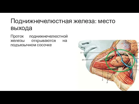 Поднижнечелюстная железа: место выхода Проток поднижнечелюстной железы открываются на подъязычном сосочке