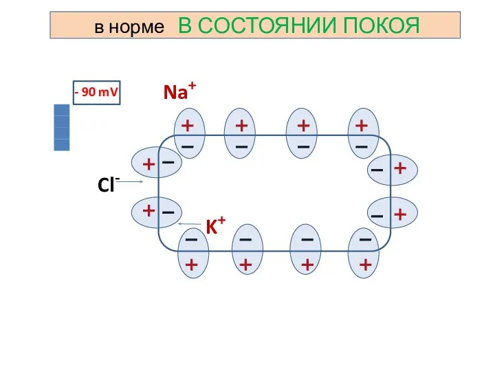 Cl- Na+ K+ - 90 mV в норме В СОСТОЯНИИ ПОКОЯ