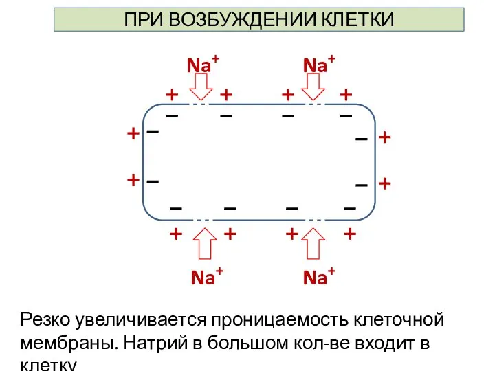 Резко увеличивается проницаемость клеточной мембраны. Натрий в большом кол-ве входит в клетку ПРИ ВОЗБУЖДЕНИИ КЛЕТКИ