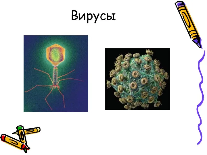 Вирусы