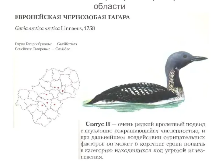 Птицы занесенные в красную книгу Калужской области