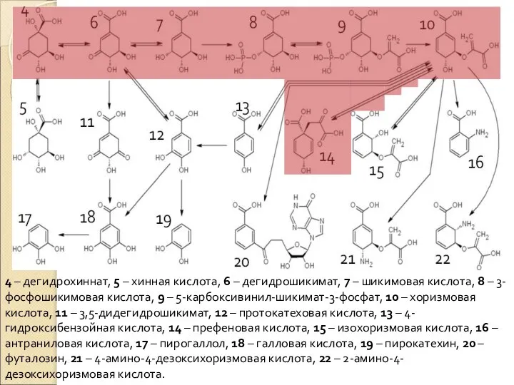 4 – дегидрохиннат, 5 – хинная кислота, 6 – дегидрошикимат, 7 –