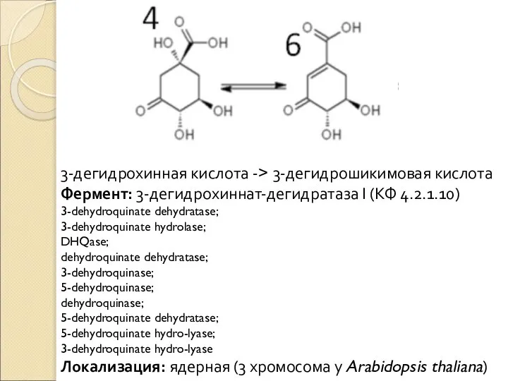 3-дегидрохинная кислота -> 3-дегидрошикимовая кислота Фермент: 3-дегидрохиннат-дегидратаза I (КФ 4.2.1.10) 3-dehydroquinate dehydratase;
