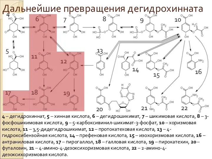 Дальнейшие превращения дегидрохинната 4 – дегидрохиннат, 5 – хинная кислота, 6 –