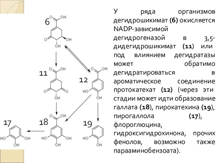 У ряда организмов дегидрошикимат (6) окисляется NADP-зависимой дегидрогеназой в 3,5-дидегидрошикимат (11) или