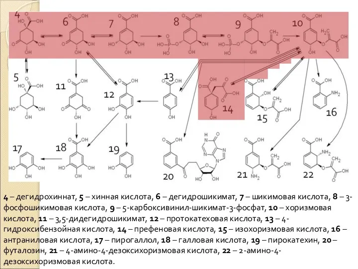 4 – дегидрохиннат, 5 – хинная кислота, 6 – дегидрошикимат, 7 –