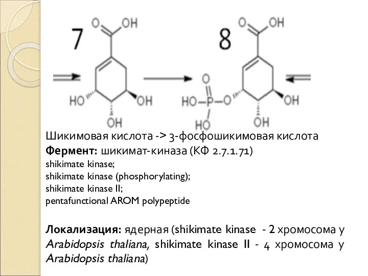 Шикимовая кислота -> 3-фосфошикимовая кислота Фермент: шикимат-киназа (КФ 2.7.1.71) shikimate kinase; shikimate