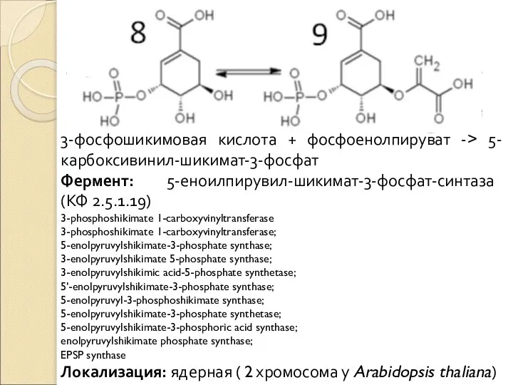 3-фосфошикимовая кислота + фосфоенолпируват -> 5-карбоксивинил-шикимат-3-фосфат Фермент: 5-еноилпирувил-шикимат-3-фосфат-синтаза (КФ 2.5.1.19) 3-phosphoshikimate 1-carboxyvinyltransferase