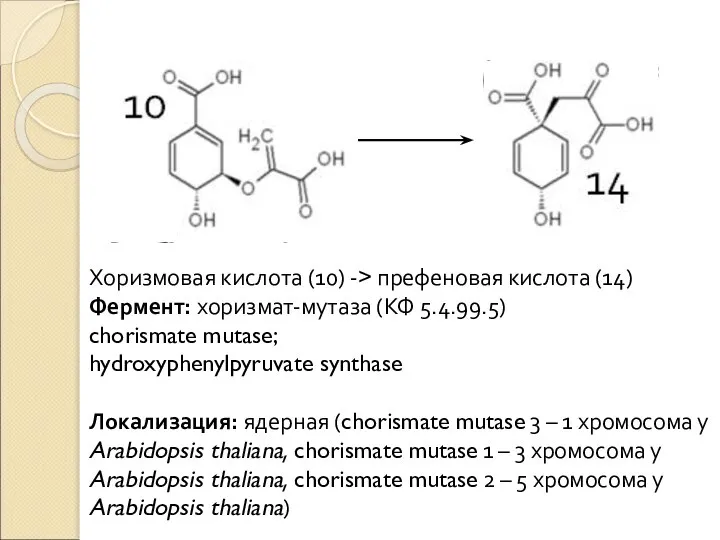 Хоризмовая кислота (10) -> префеновая кислота (14) Фермент: хоризмат-мутаза (КФ 5.4.99.5) chorismate