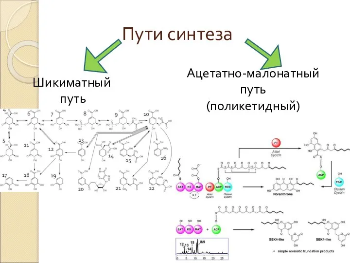 Пути синтеза Шикиматный путь Ацетатно-малонатный путь (поликетидный)