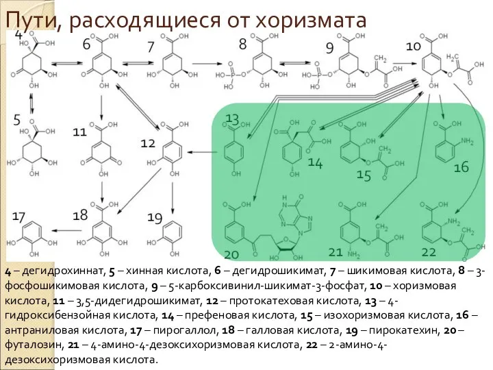 Пути, расходящиеся от хоризмата 4 – дегидрохиннат, 5 – хинная кислота, 6