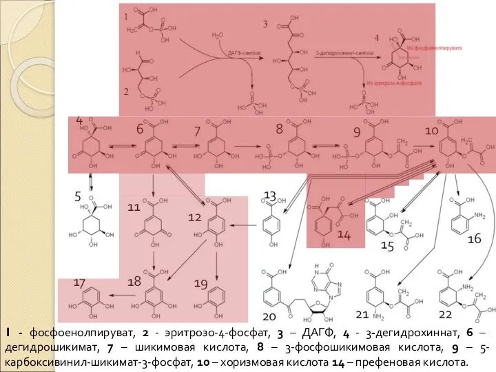 1 - фосфоенолпируват, 2 - эритрозо-4-фосфат, 3 – ДАГФ, 4 - 3-дегидрохиннат,