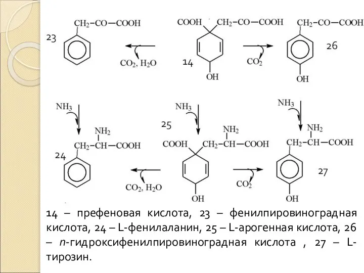 14 – префеновая кислота, 23 – фенилпировиноградная кислота, 24 – L-фенилаланин, 25