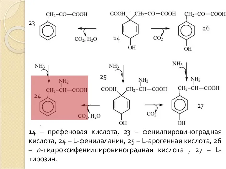 14 – префеновая кислота, 23 – фенилпировиноградная кислота, 24 – L-фенилаланин, 25