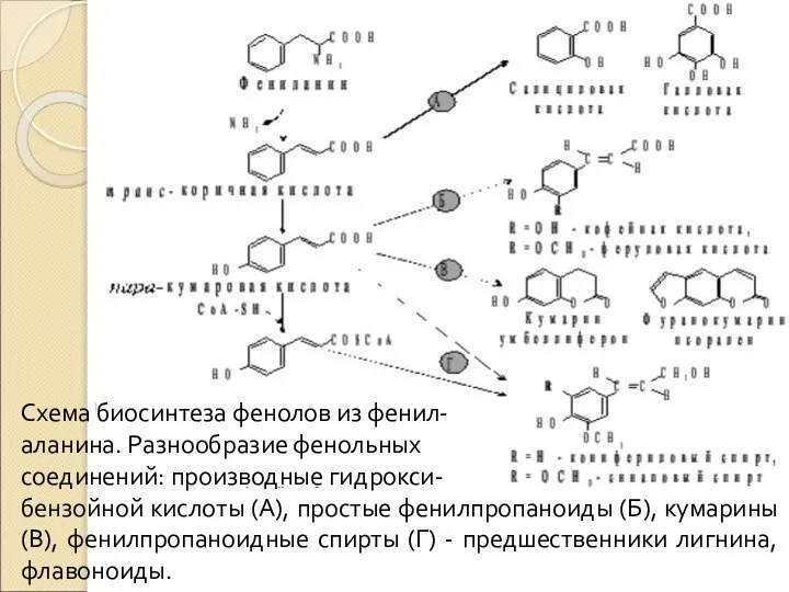 Схема биосинтеза фенолов из фенил- аланина. Разнообразие фенольных соединений: производные гидрокси- бензойной