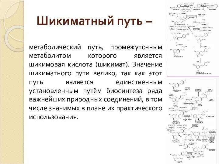 Шикиматный путь – метаболический путь, промежуточным метаболитом которого является шикимовая кислота (шикимат).