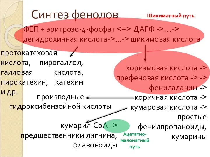 Синтез фенолов ФЕП + эритрозо-4-фосфат ДАГФ ->…-> дегидрохинная кислота->…-> шикимовая кислота протокатеховая