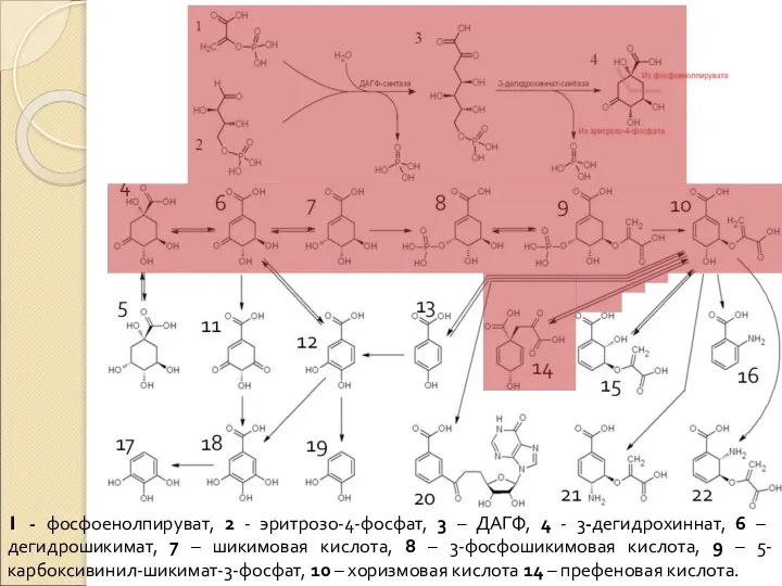 1 - фосфоенолпируват, 2 - эритрозо-4-фосфат, 3 – ДАГФ, 4 - 3-дегидрохиннат,