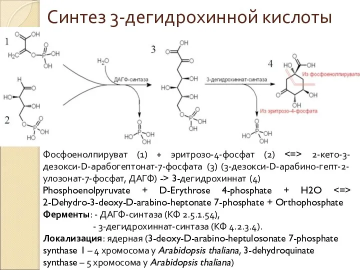 Фосфоенолпируват (1) + эритрозо-4-фосфат (2) 2-кето-3-дезокси-D-арабогептонат-7-фосфата (3) (3-дезокси-D-арабино-гепт-2-улозонат-7-фосфат, ДАГФ) -> 3-дегидрохиннат (4)