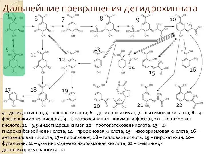 Дальнейшие превращения дегидрохинната 4 – дегидрохиннат, 5 – хинная кислота, 6 –