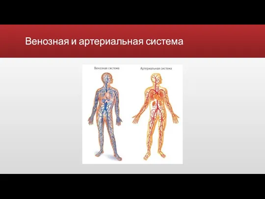 Венозная и артериальная система