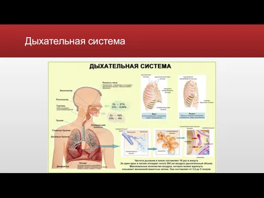 Дыхательная система