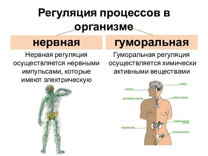 Регуляция процессов в организме нервная Нервная регуляция осуществляется нервными импульсами, которые имеют