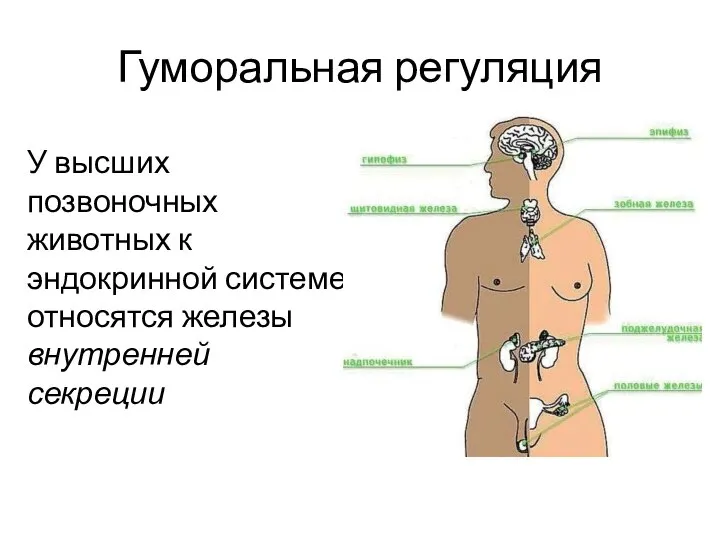 Гуморальная регуляция У высших позвоночных животных к эндокринной системе относятся железы внутренней секреции