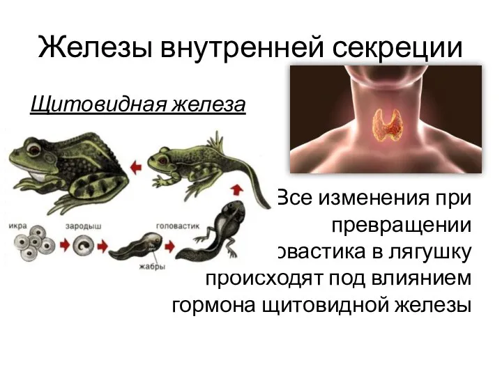 Железы внутренней секреции Щитовидная железа Все изменения при превращении головастика в лягушку