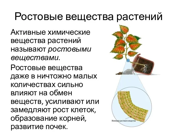 Ростовые вещества растений Активные химические вещества растений называют ростовыми веществами. Ростовые вещества