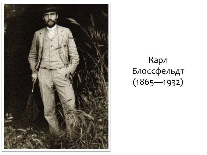 Карл Блоссфельдт (1865—1932)