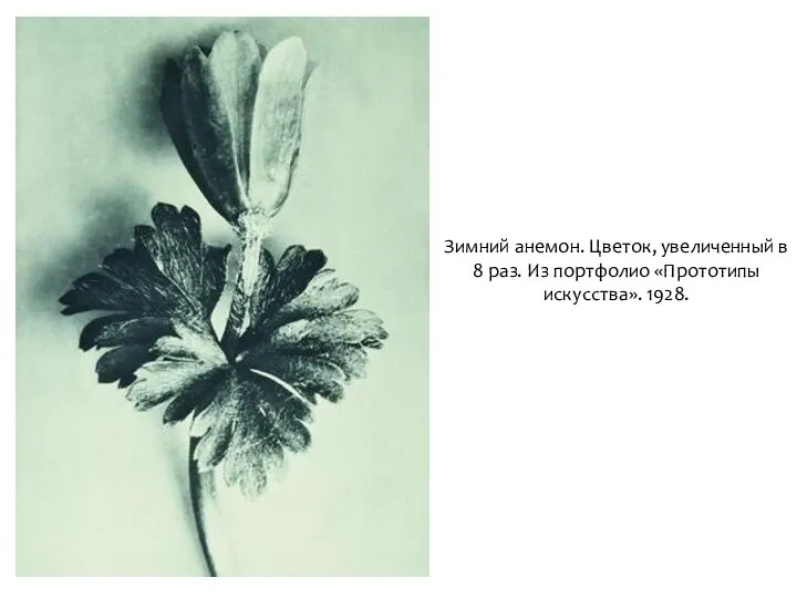 Зимний анемон. Цветок, увеличенный в 8 раз. Из портфолио «Прототипы искусства». 1928.