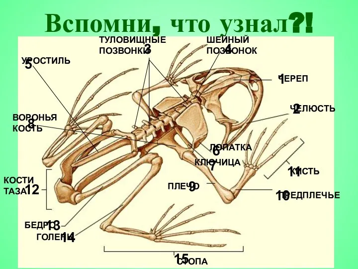 Вспомни, что узнал?! 1 2 3 4 5 6 7 8 9