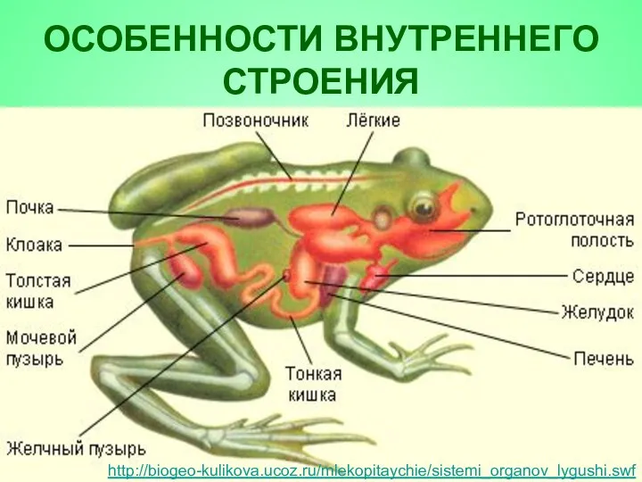 ОСОБЕННОСТИ ВНУТРЕННЕГО СТРОЕНИЯ http://biogeo-kulikova.ucoz.ru/mlekopitaychie/sistemi_organov_lygushi.swf