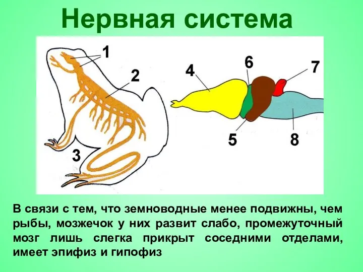 Нервная система В связи с тем, что земноводные менее подвижны, чем рыбы,