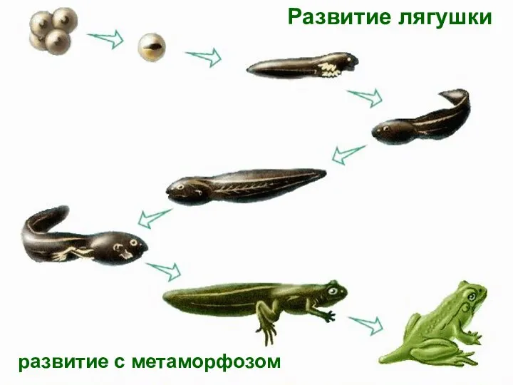 Развитие лягушки развитие с метаморфозом