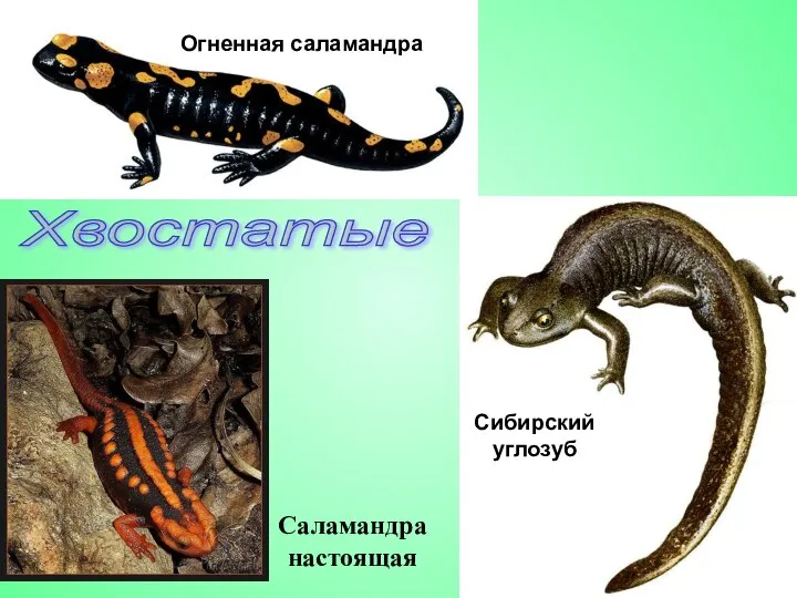 Огненная саламандра Сибирский углозуб Хвостатые Саламандра настоящая