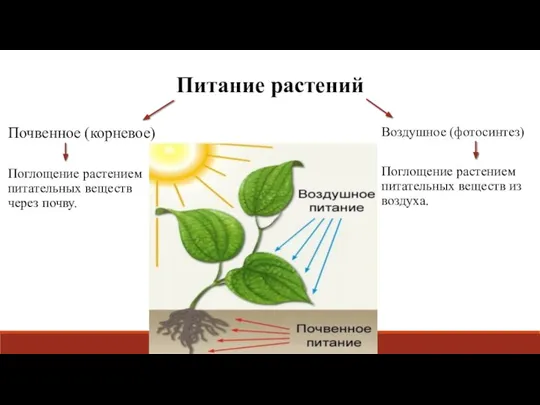 Питание растений Почвенное (корневое) Воздушное (фотосинтез) Поглощение растением питательных веществ через почву.