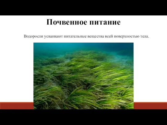 Почвенное питание Водоросли усваивают питательные вещества всей поверхностью тела.