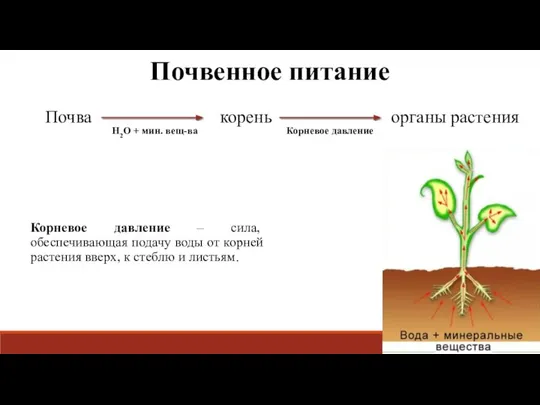 Почвенное питание Почва корень органы растения H2O + мин. вещ-ва Корневое давление