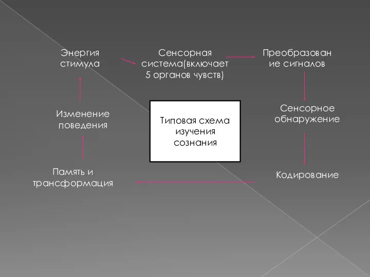 Типовая схема изучения сознания Энергия стимула Сенсорная система(включает 5 органов чувств) Преобразование