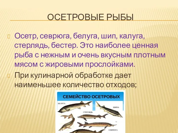 ОСЕТРОВЫЕ РЫБЫ Осетр, севрюга, белуга, шип, калуга, стерлядь, бестер. Это наиболее ценная