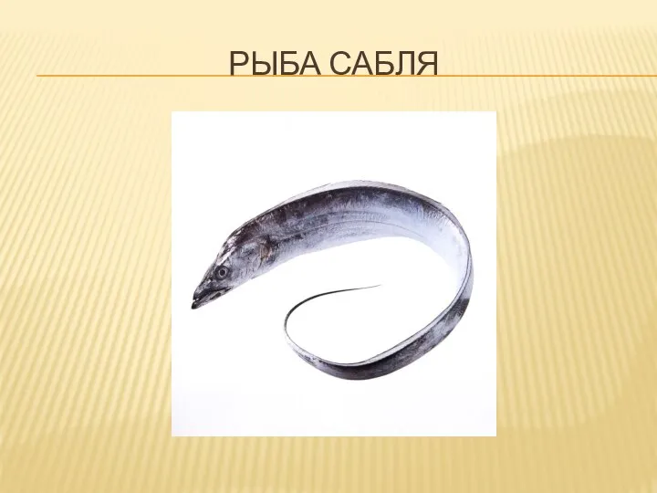 РЫБА САБЛЯ