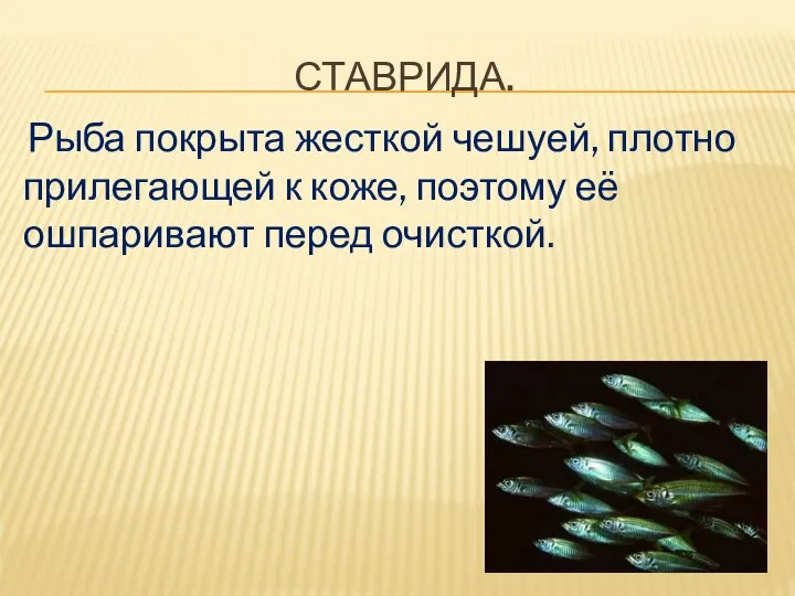 СТАВРИДА. Рыба покрыта жесткой чешуей, плотно прилегающей к коже, поэтому её ошпаривают перед очисткой.