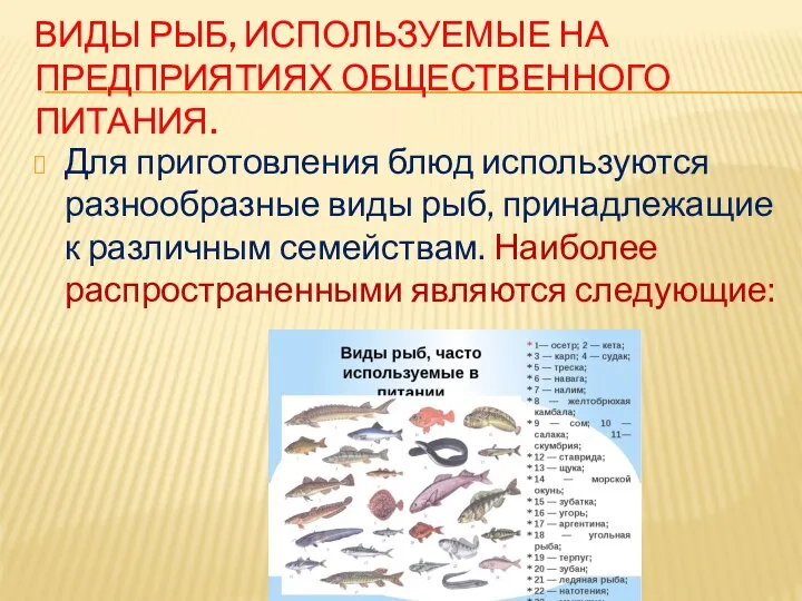 ВИДЫ РЫБ, ИСПОЛЬЗУЕМЫЕ НА ПРЕДПРИЯТИЯХ ОБЩЕСТВЕННОГО ПИТАНИЯ. Для приготовления блюд используются разнообразные