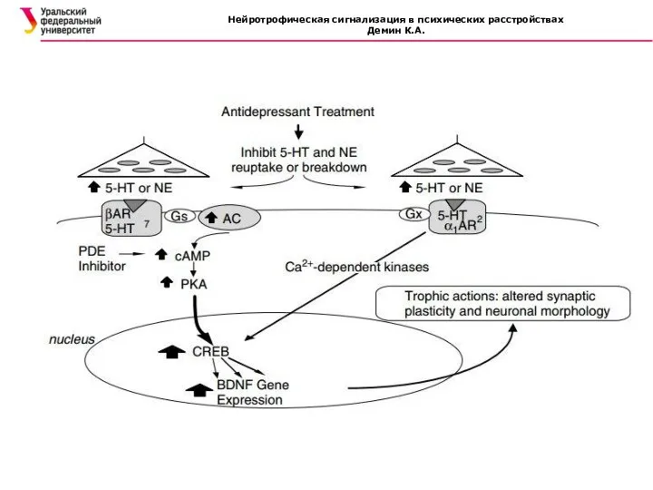 Нейротрофическая сигнализация в психических расстройствах Демин К.А.