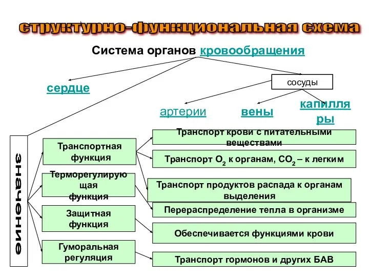 структурно-функциональная схема Система органов кровообращения сердце сосуды Терморегулирующая функция Транспортная функция артерии